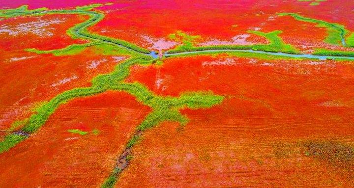 美!黄河入海口的红地毯