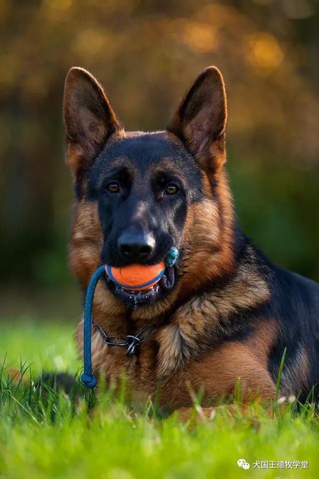 德牧图集:德牧艺术之美,这小脸真俊呐.