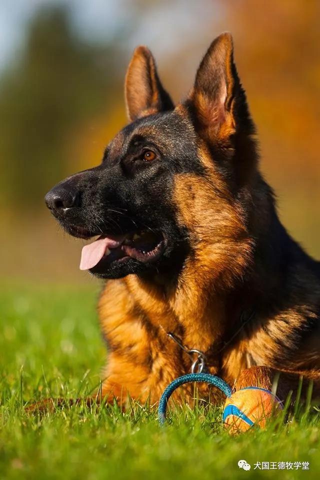 德牧图集:德牧艺术之美,这小脸真俊呐.