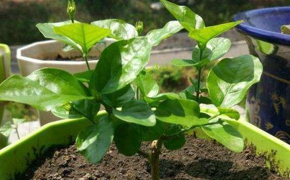 茉莉花扦插,掐好時間差,20天生根冒新芽,今年就開花