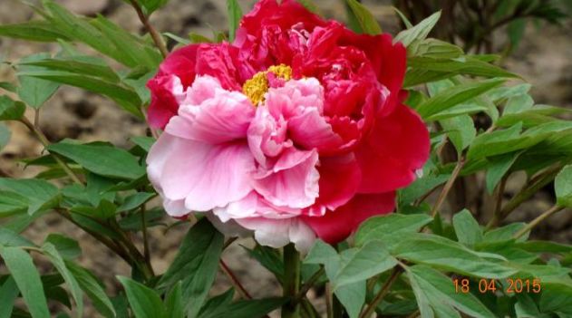 喜欢菊花不如养盆优良牡丹二乔花开妖娆鲜艳夺目真美