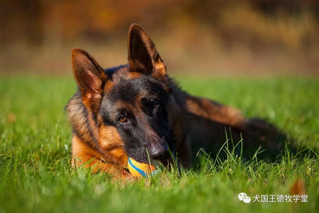 德牧图集德牧艺术之美这小脸真俊呐