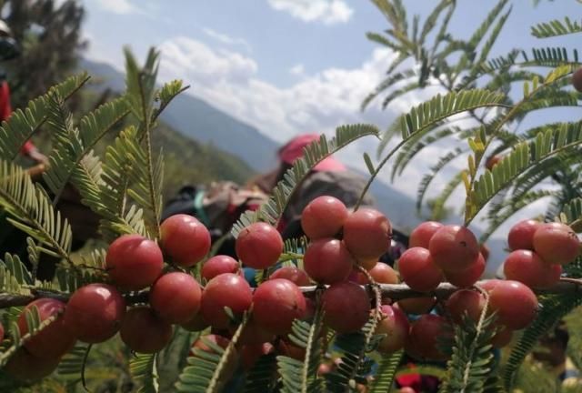 橄榄好吃回味甜,是云南人生活中一个极其普通的记忆