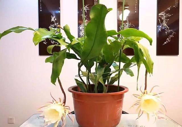 家庭养昙花的禁忌(家里千万不可养昙花)