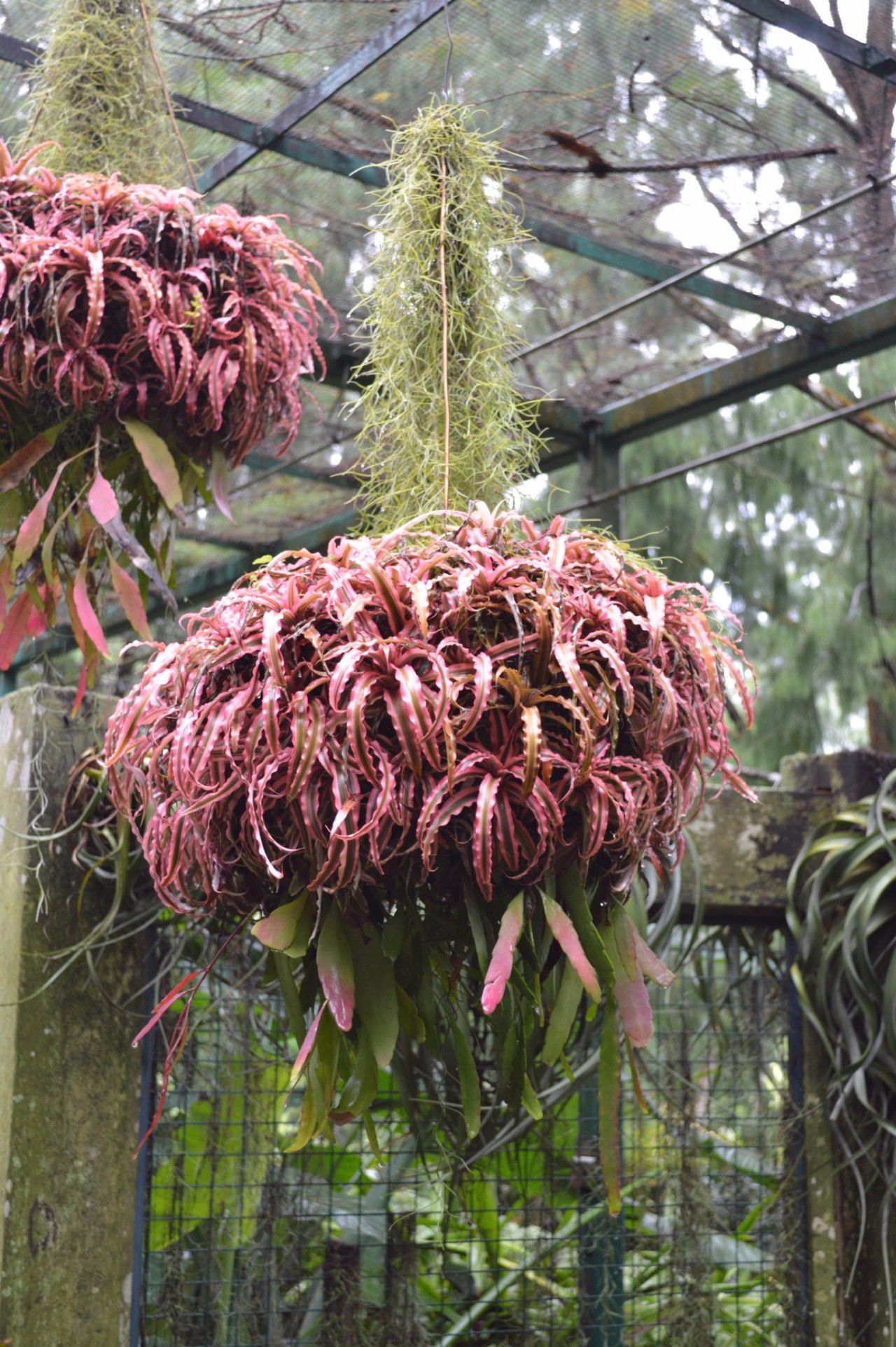 特耐水湿的姬凤梨,阴暗的卫生间也能长好,不过我喜欢将它养阳台