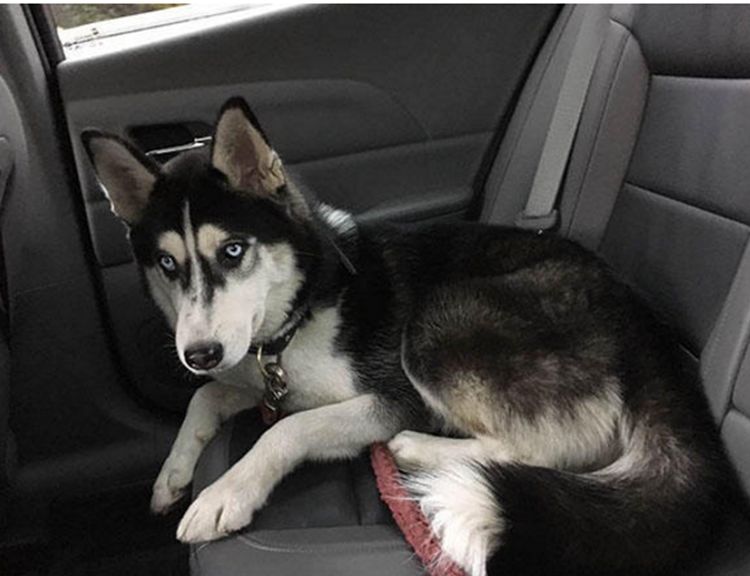 路遇一只哈士奇碰瓷,二哈不说直接跳上车,主人无奈带它找主人