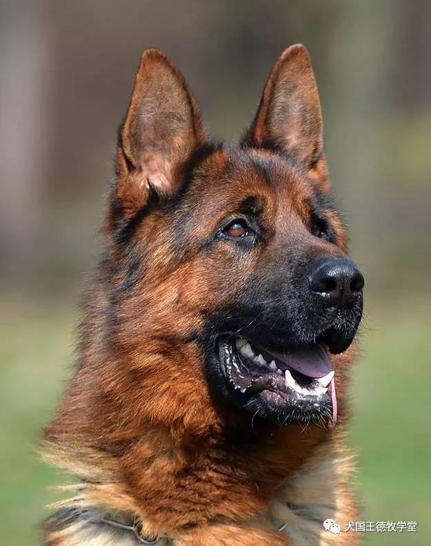 德牧图集:德牧艺术之美,这小脸真俊呐.