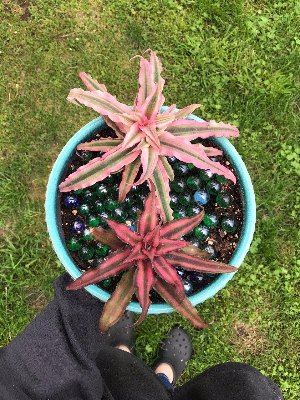 特耐水湿的姬凤梨,阴暗的卫生间也能长好,不过我喜欢将它养阳台