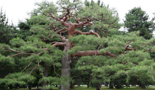 养花盆栽和地栽区别大,前者土里埋上2种东西,比垫石子好很多|松树