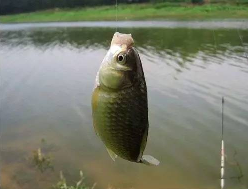 又是1年野釣鯽魚最好的3個月做好這3點讓你喝不完鯽魚湯