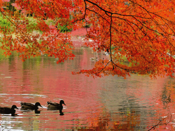 600_450gif 动态图 动图