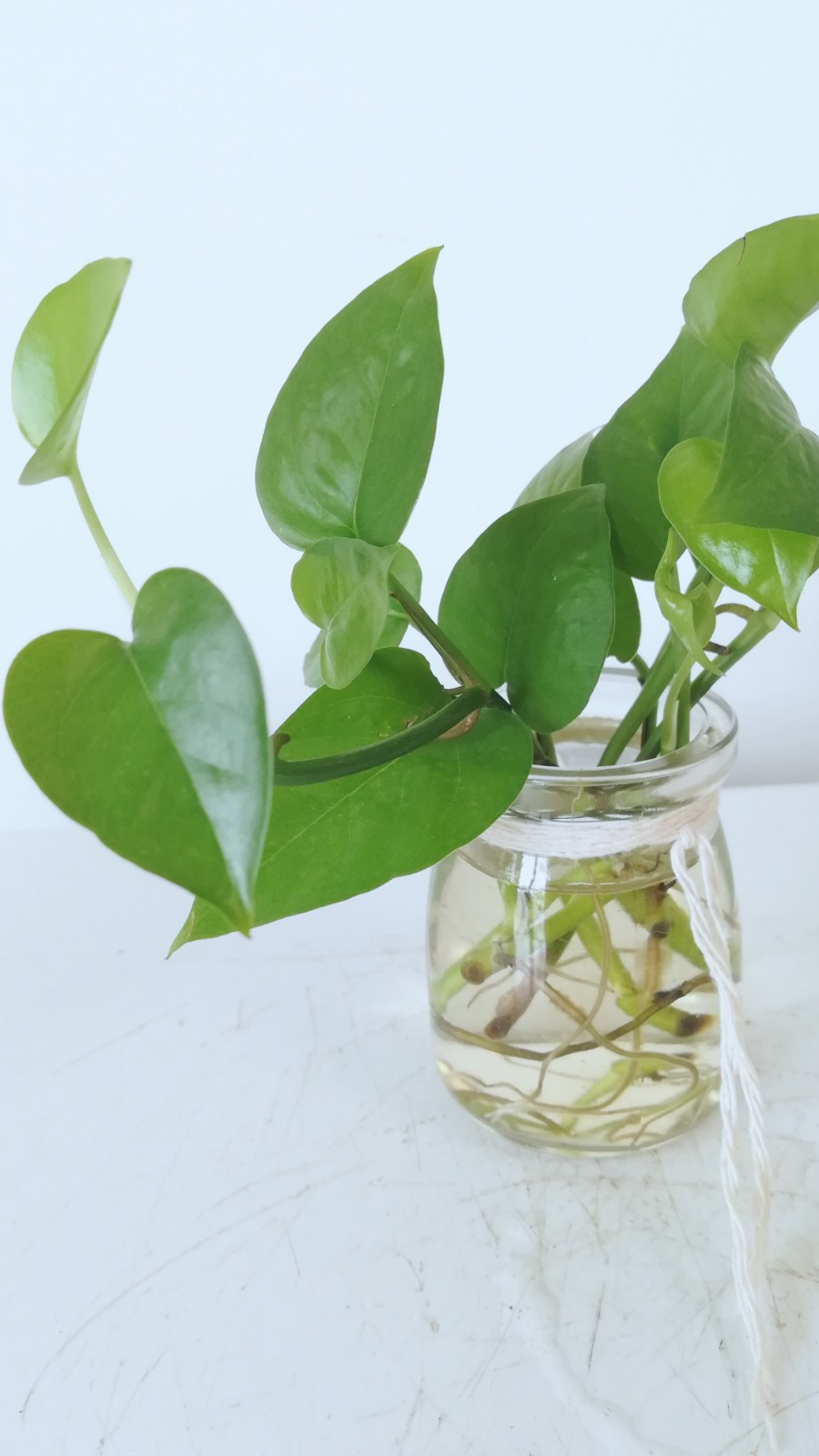 水培绿萝黄了叶注意两个养护要点哦