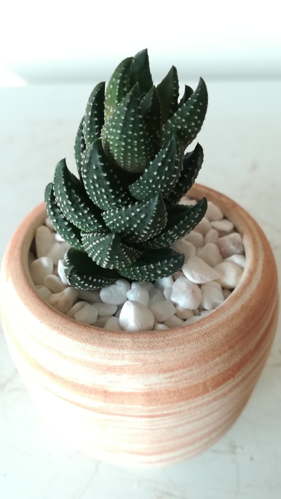 奇趣多肉九轮塔:节节高升,萌萌胖多肉