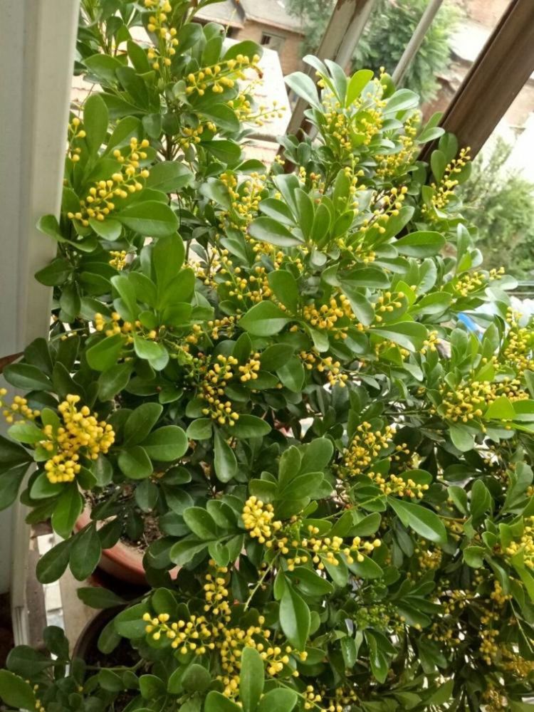 米兰花浇水不开花?这样浇水才是王道,开花枝繁茂盛还特别香