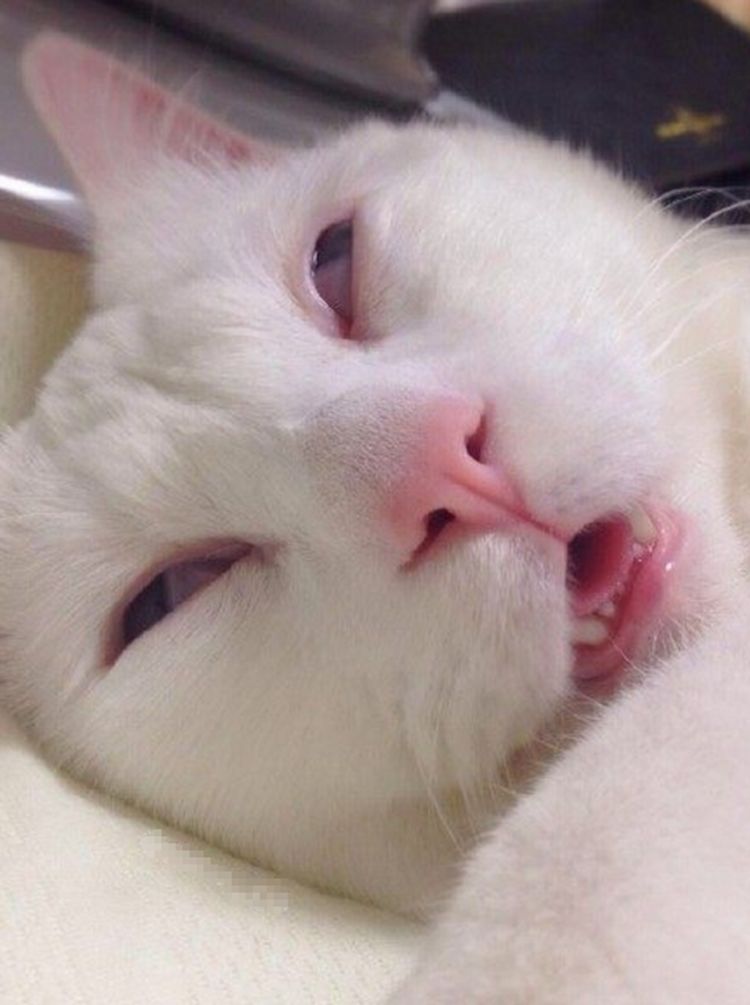 除了傻傻的表情外还有憨态可掬的小姿势.