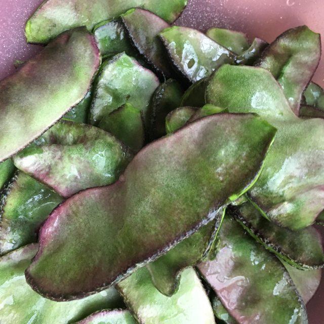 肉丝炒梅豆,脆口下饭,十分钟就搞定