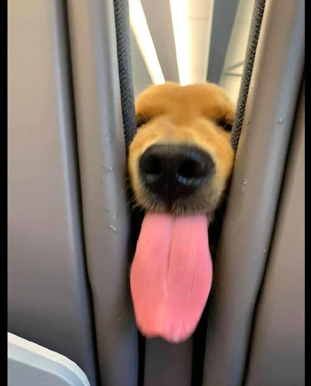 网友坐车偶遇一只狗狗,它伸出舌头对着他做鬼脸,这笑容太治愈了
