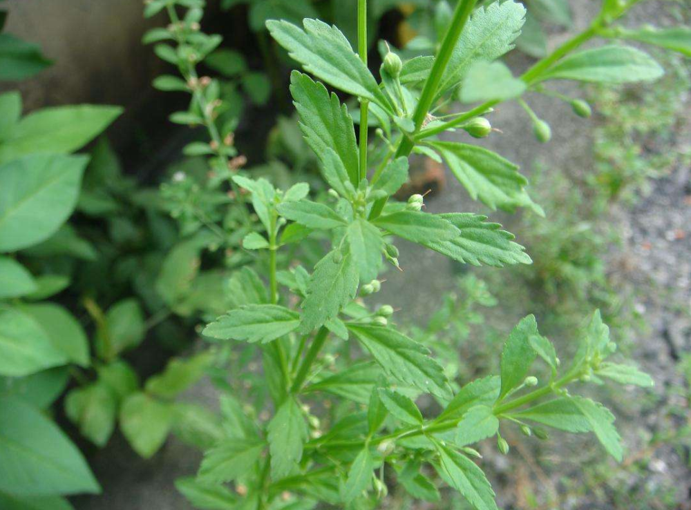 这种野草的学名叫做野甘草,俗称珠子草,土甘草,冰糖草,通花草等,每个