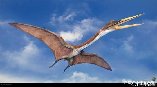 也被称为疲羽翼龙的风神翼龙生活在大约距今8400万年到6500万年前的