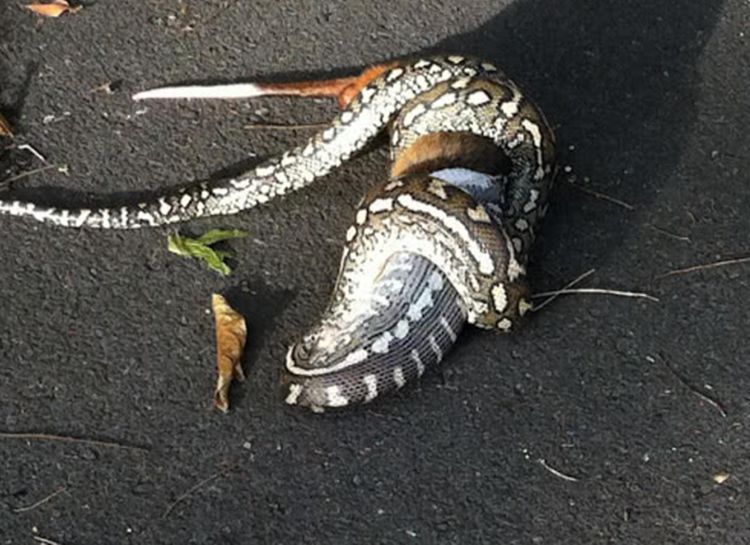 很多人都特别怕蛇,不仅是因为蛇冷冰冰的鳞片,还由于一些蟒蛇吃人事件