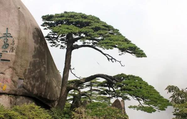 盘点国内"名气最大"的树:一棵树就是一个景区?游客赏树需预约