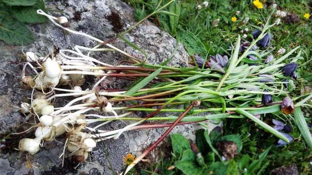 农村有种植物,止咳化痰效果很好,还能补气养血,你吃过吗?