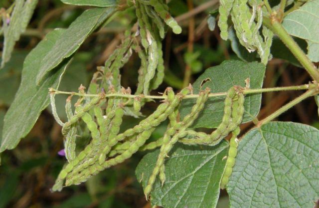 农村这种烦人的"饿蚂蟥",喜欢粘在衣服上|草药|蚂蝗|野草_新浪新闻
