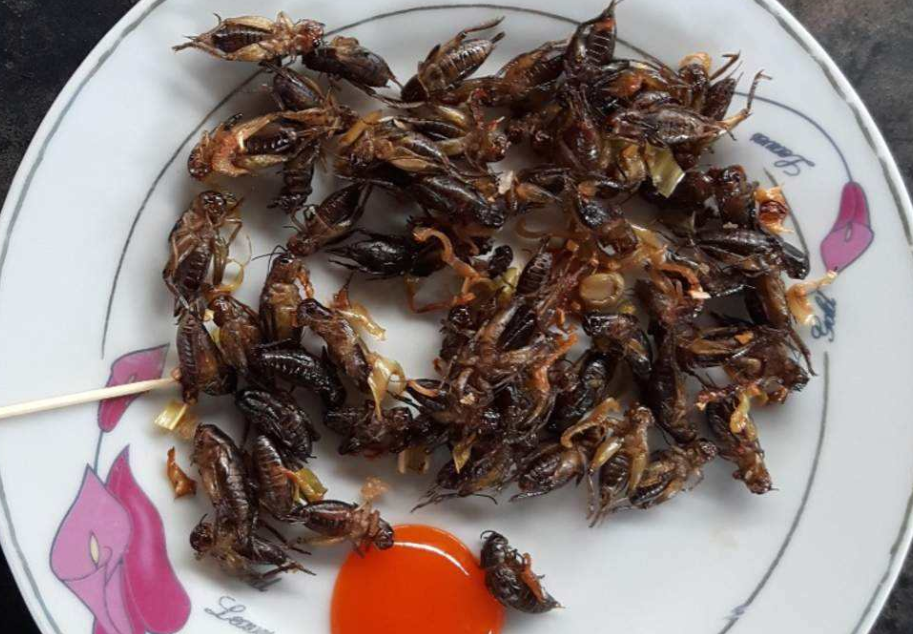 它曾是京城阔少的玩物,如今却成美味的盘中餐,热油一炸就香喷喷|蟋蟀