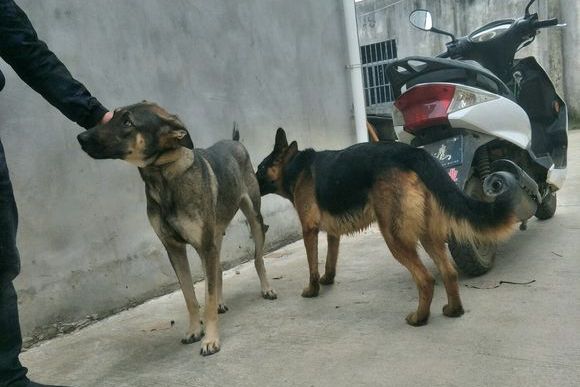 狼青和德牧日久生情,主人已经默许了,它们每天都一起玩儿