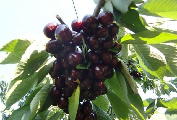 乡下的这种水果,属于樱桃一类,却比它香甜果肉细腻,营养价值高