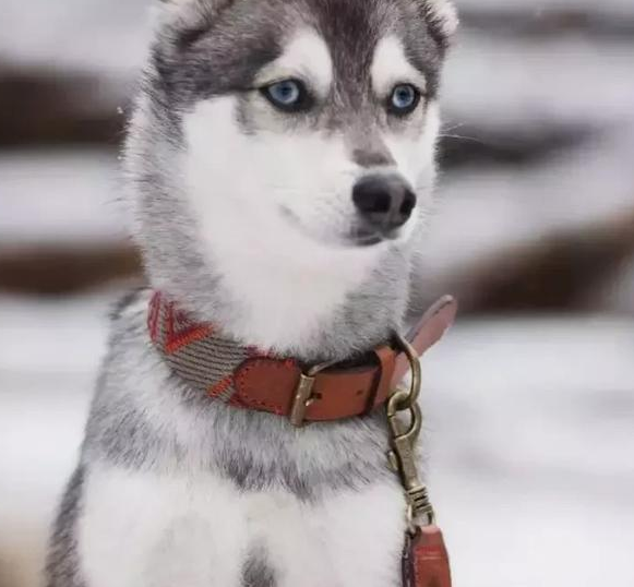 哈士奇和柴犬相爱了,生下了一只"哈士柴",太神奇了