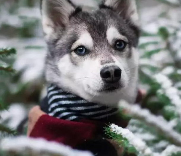 哈士奇和柴犬相爱了,生下了一只"哈士柴",太神奇了