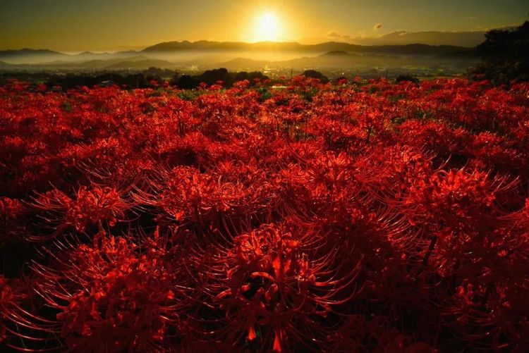 究竟是什么样子,这次总算见到了|彼岸花|冥界|花朵_新浪新闻