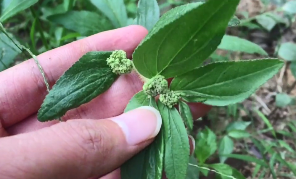 农村路边一种野草广西人用它治一切皮肤湿毒脚癣泡一泡就好
