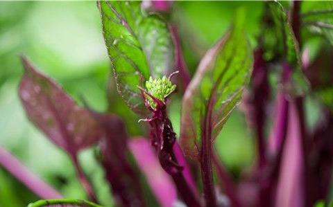 红菜苔如何栽培 导致不抽薹的原因是什么