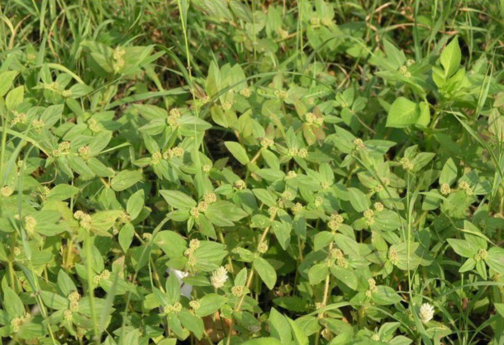 农村路边一种野草广西人用它治一切皮肤湿毒脚癣泡一泡就好