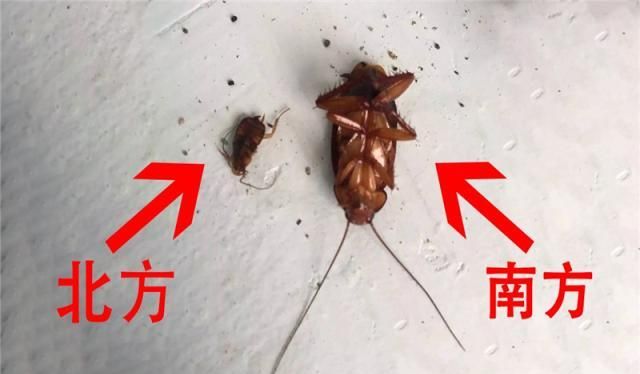 家里蟑螂都是入侵物种比起北方