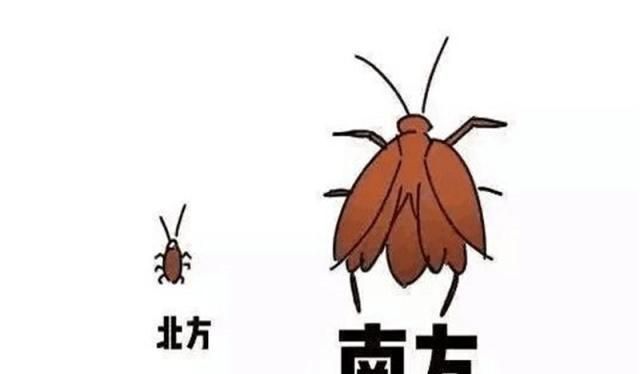家里蟑螂都是入侵物种比起北方