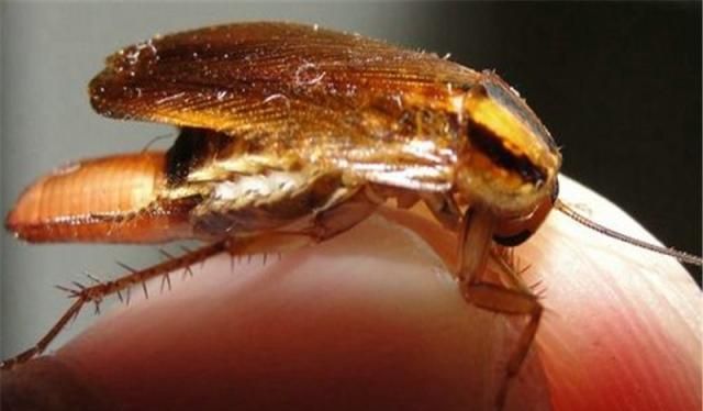 家里蟑螂都是入侵物种比起北方