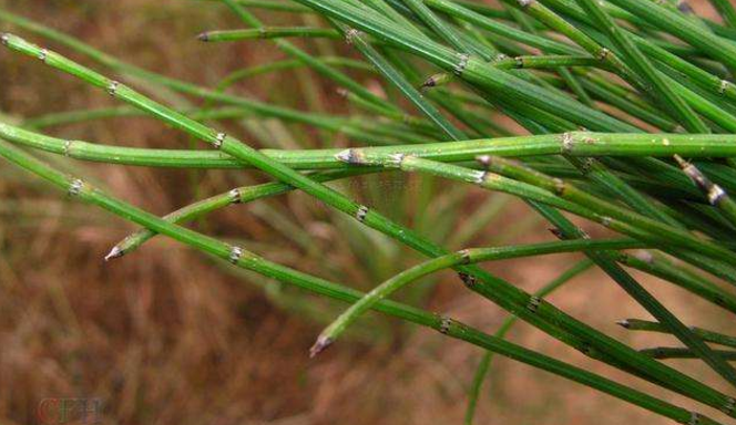 一种"光棍"野草,无叶无花,被农民嫌弃如今却是中间商的钟爱__财经头条