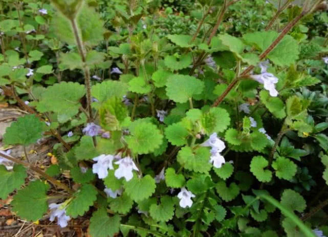 草药|野草|活血丹_新浪新闻