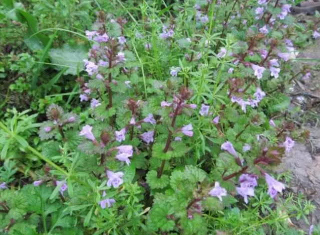 草药|野草|活血丹_新浪新闻