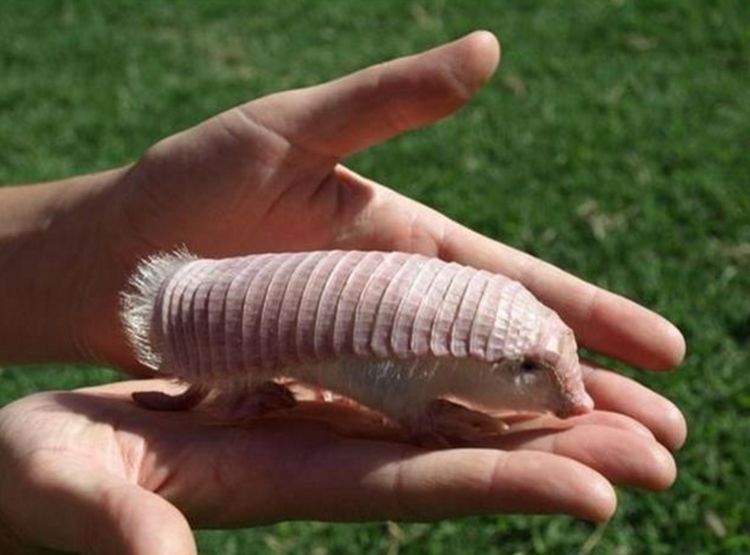 男子捡到粉色"皮皮虾",本想带回家作宠物,明白来头后腿都软了