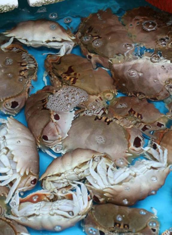 这种螃蟹壳硬肉少,"身价"低廉,白送都没人要|面包蟹|蟹肉|身价_新浪