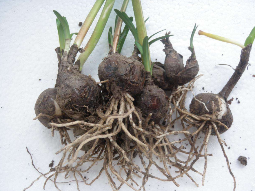 深山里一种"大蒜",其花和枝叶永不相见,有毒性却也是珍贵药材