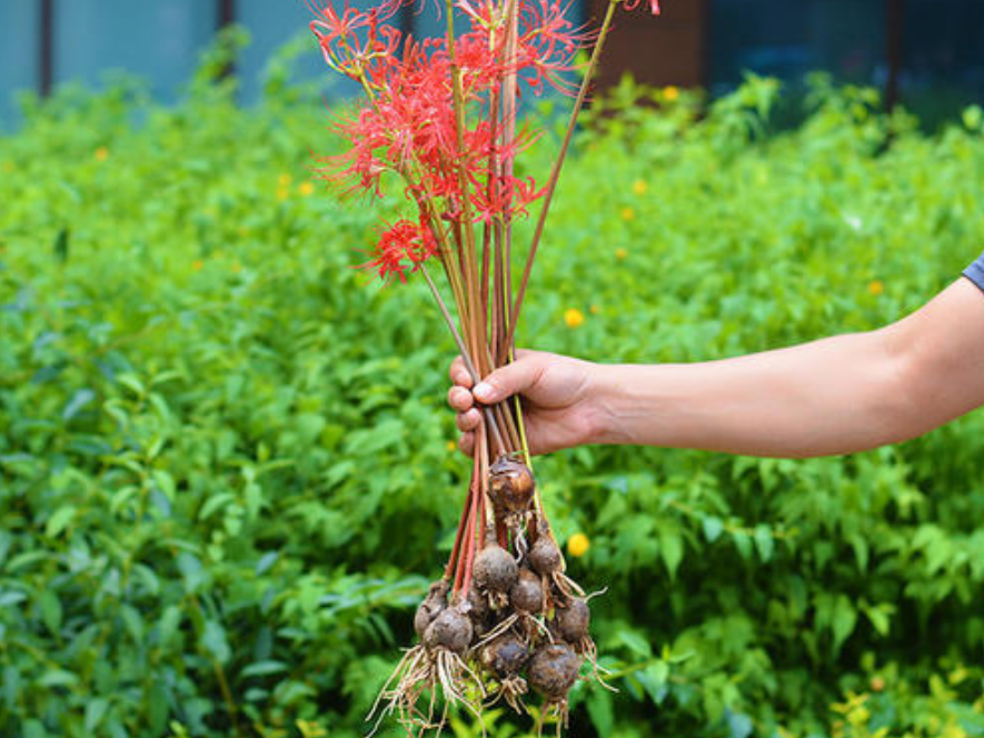 深山里一种"大蒜",其花和枝叶永不相见,有毒性却也是珍贵药材