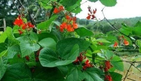 常吃此"豆中之王",能健脾壮肾,抗风湿,补血补钙,你认识吗?