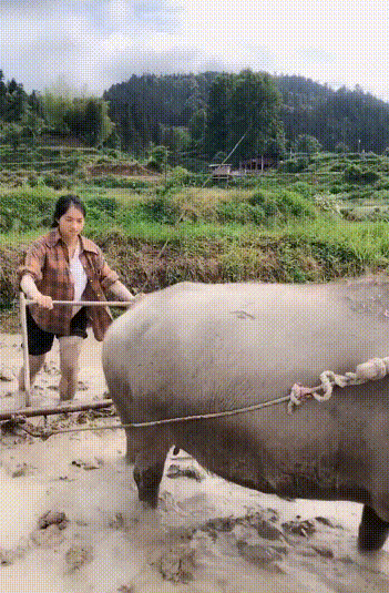 98年女汉子深山放牛砍柴成网红,带全村一起致富!引300万人围观