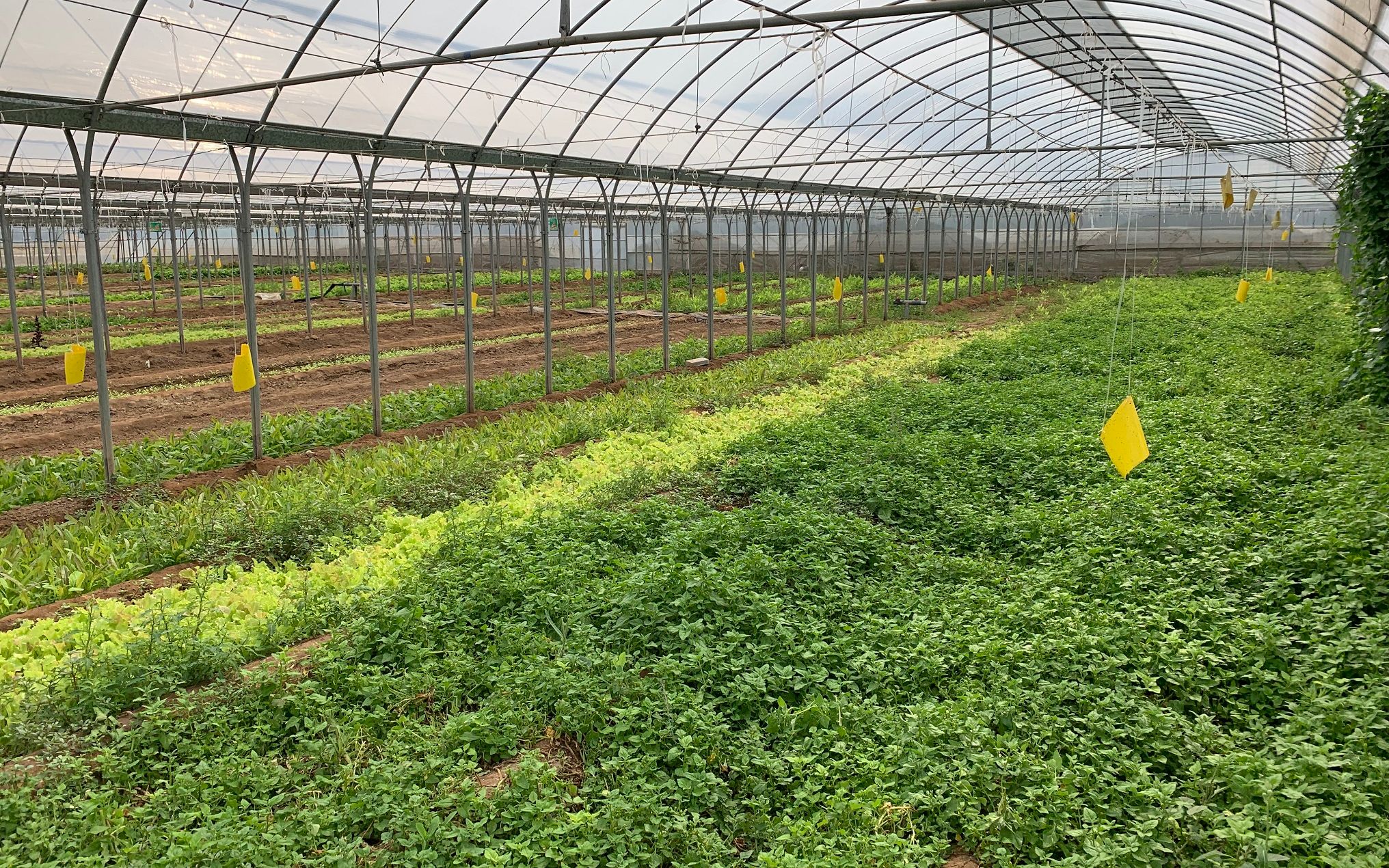 司马庄村蔬菜园区.