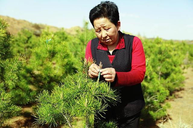 "治沙女杰"牛玉琴查看樟子松长势.